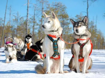 HUSKYSAFARIFINLAND