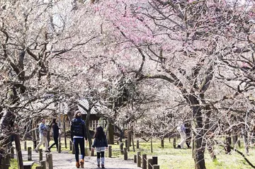 KairakuenPark(Sakura)