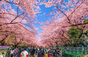 SAKURA@UENO