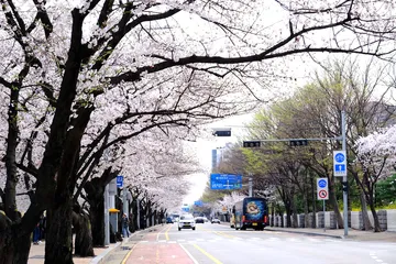 เทศกาลซากุระถนนยออิโด