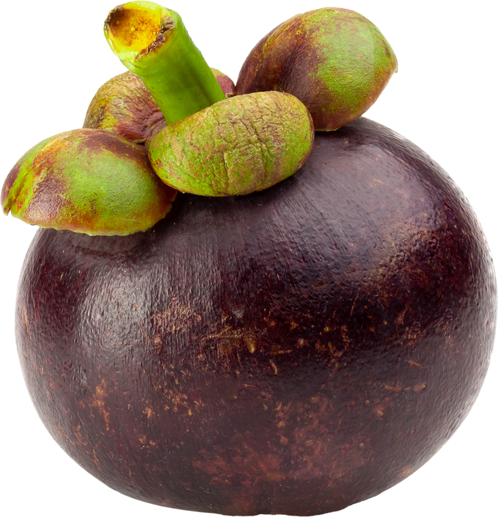 Mangosteen1