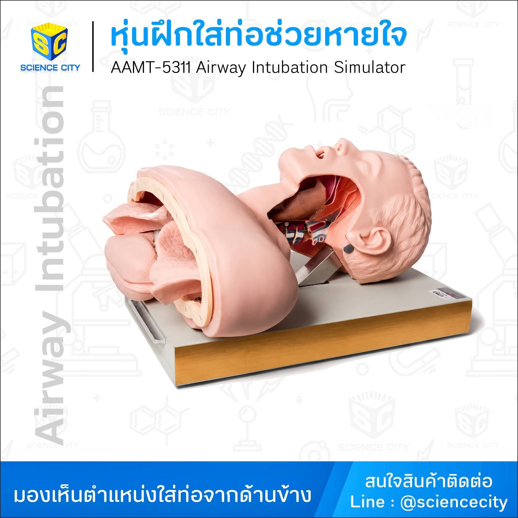 AAMT-5311หุ่นฝึกใส่ท่อช่วยหายใจwl