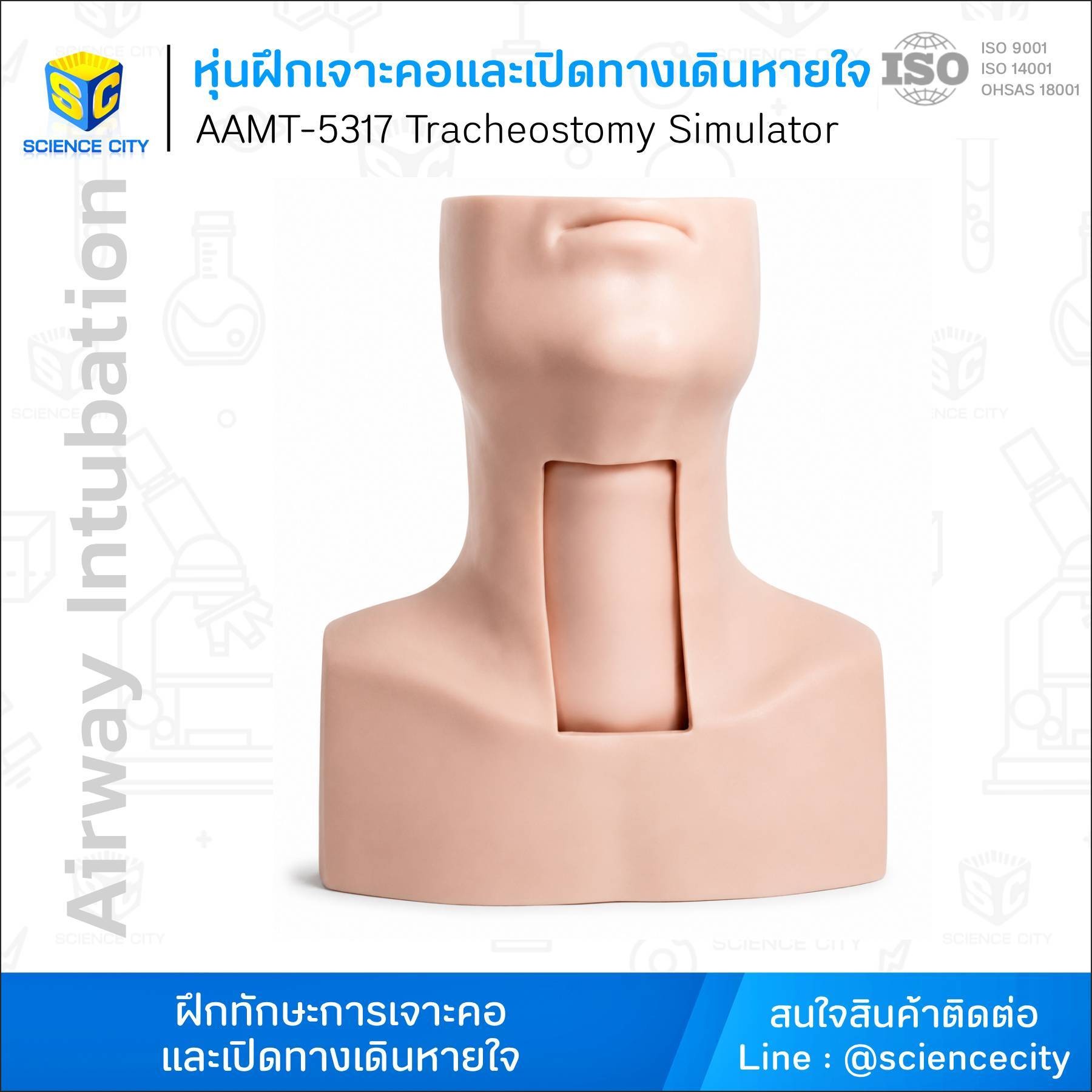 AAMT-5317หุ่นฝึกเจาะคอและเปิดทางเดินหายใจWL