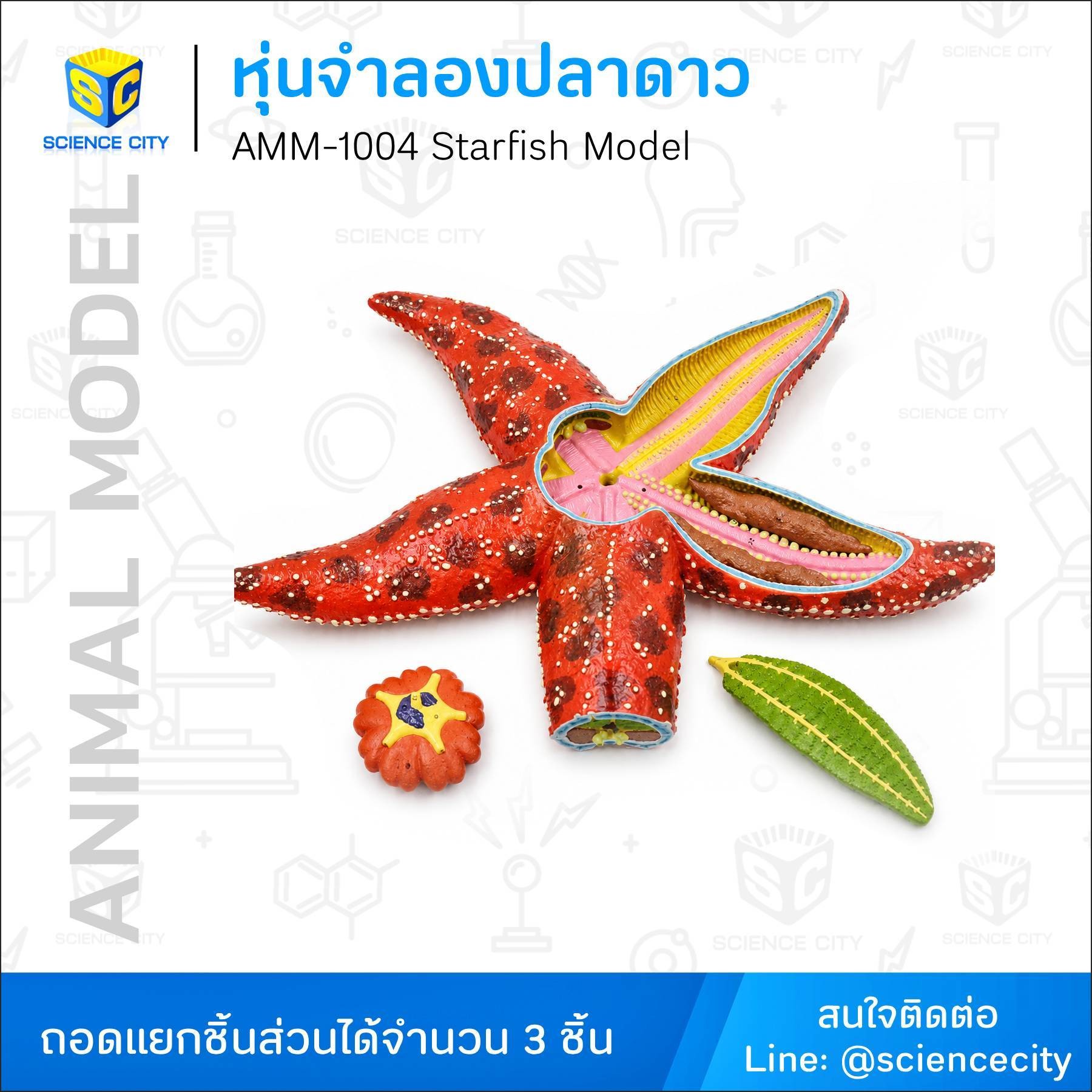 AMM-1004wl