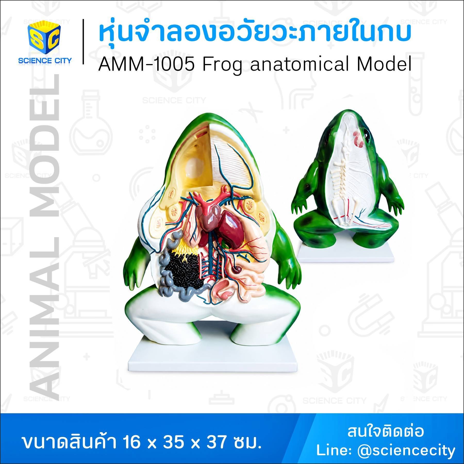AMM-1005หุ่นจำลองอวัยวะภายในกบWL