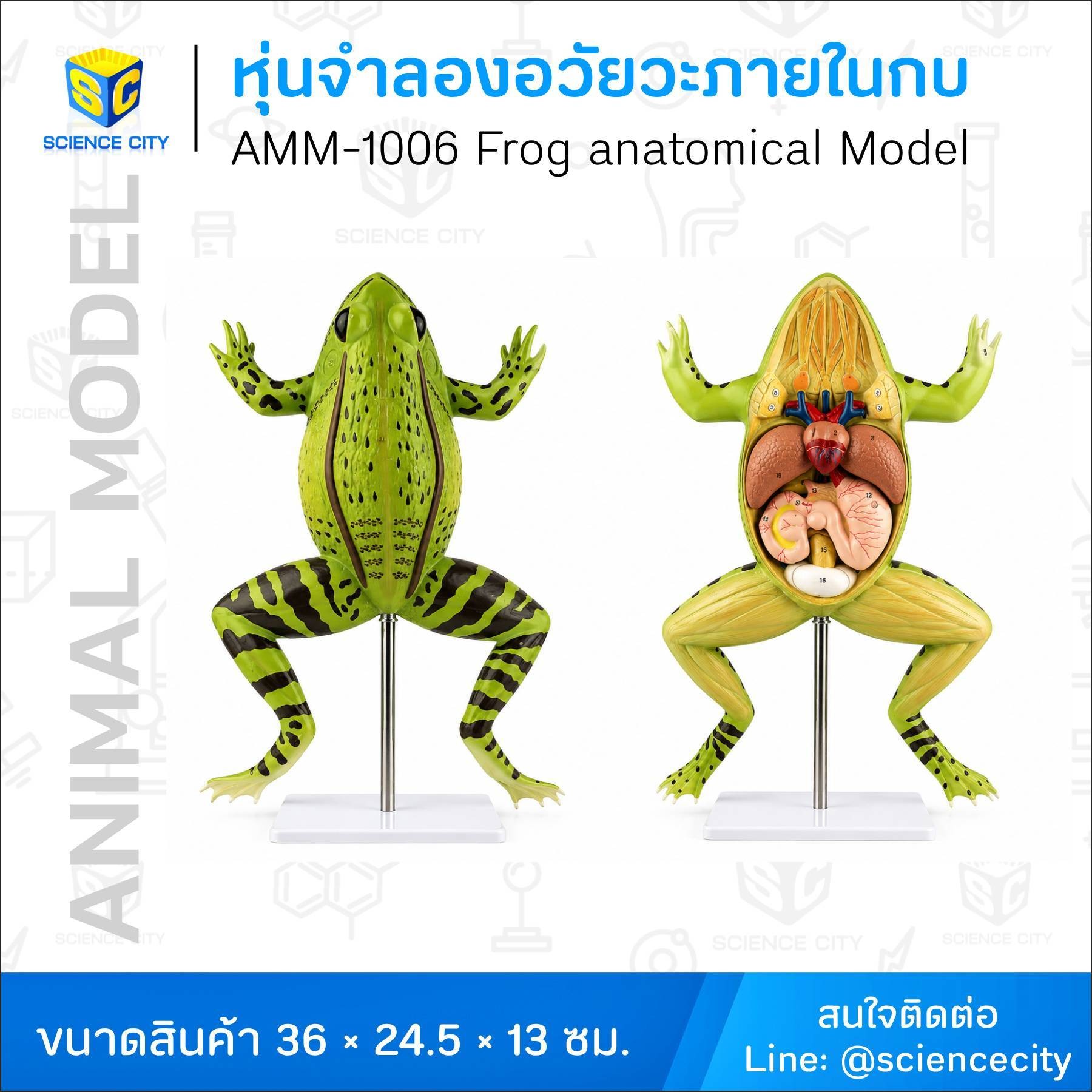 AMM-1006หุ่นจำลองอวัยวะภายในกบWL