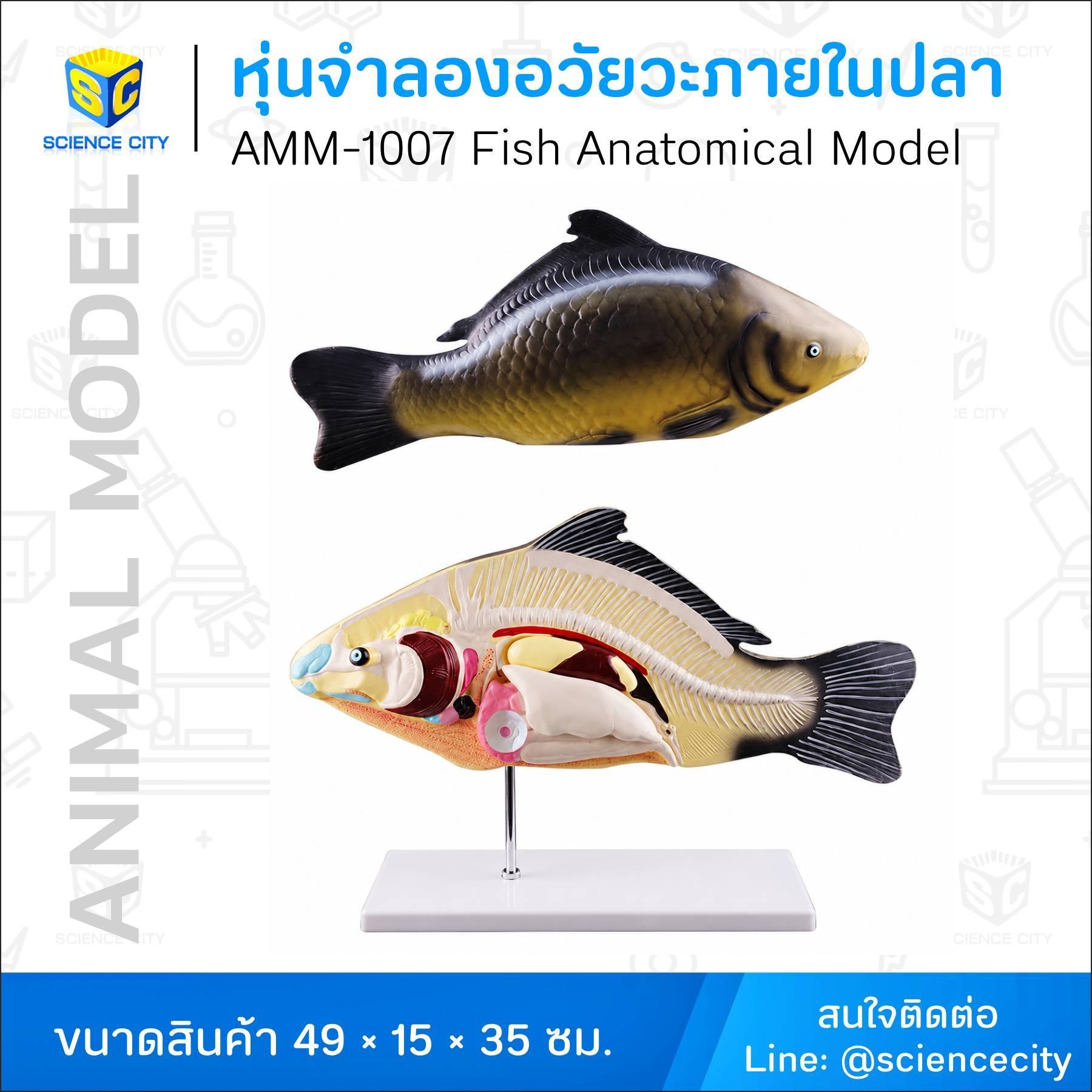 AMM-1007หุ่นจำลองอวัยวะภายในปลาWL