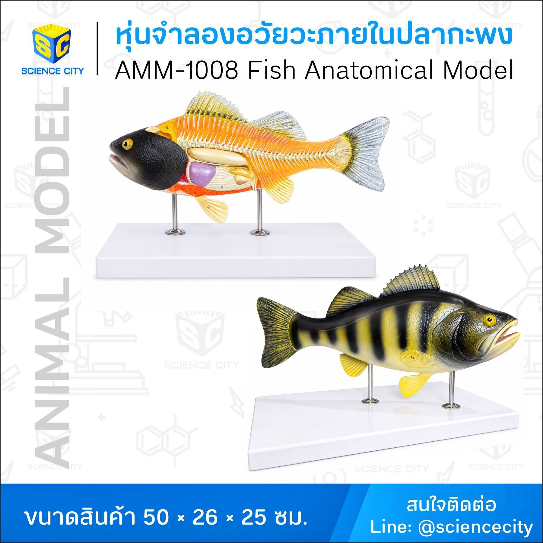 AMM-1008หุ่นจำลองอวัยวะภายในปลากะพงWL