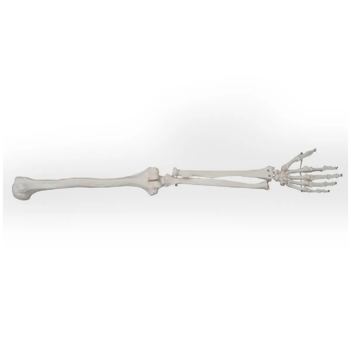 ARM-3205แบบจำลองโครงกระดูกช่วงแขนขนาดเท่าจริง
