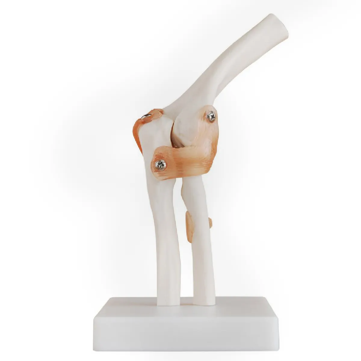 ARM-3207แบบจำลองกระดูกข้อต่อศอก