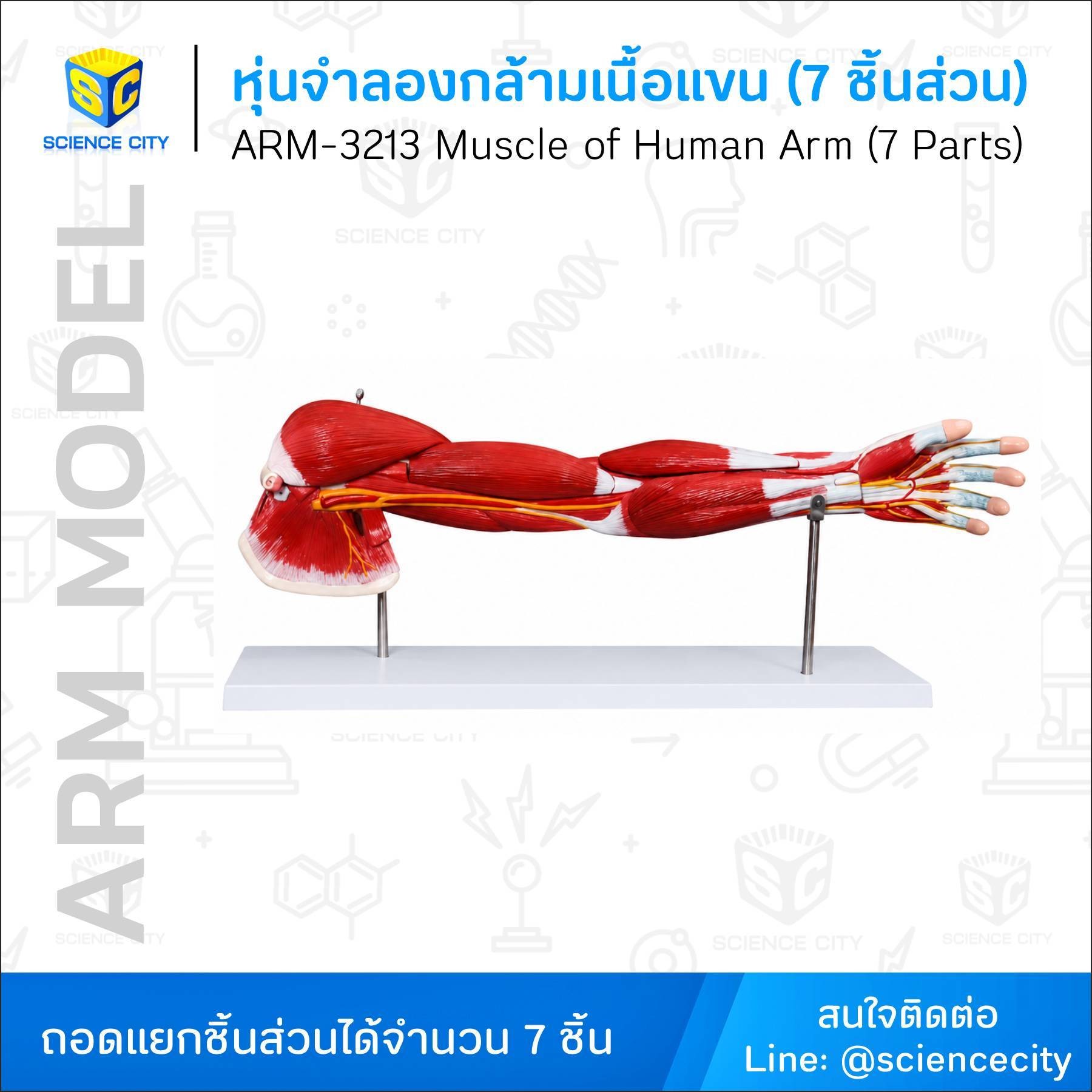 ARM-3213WL