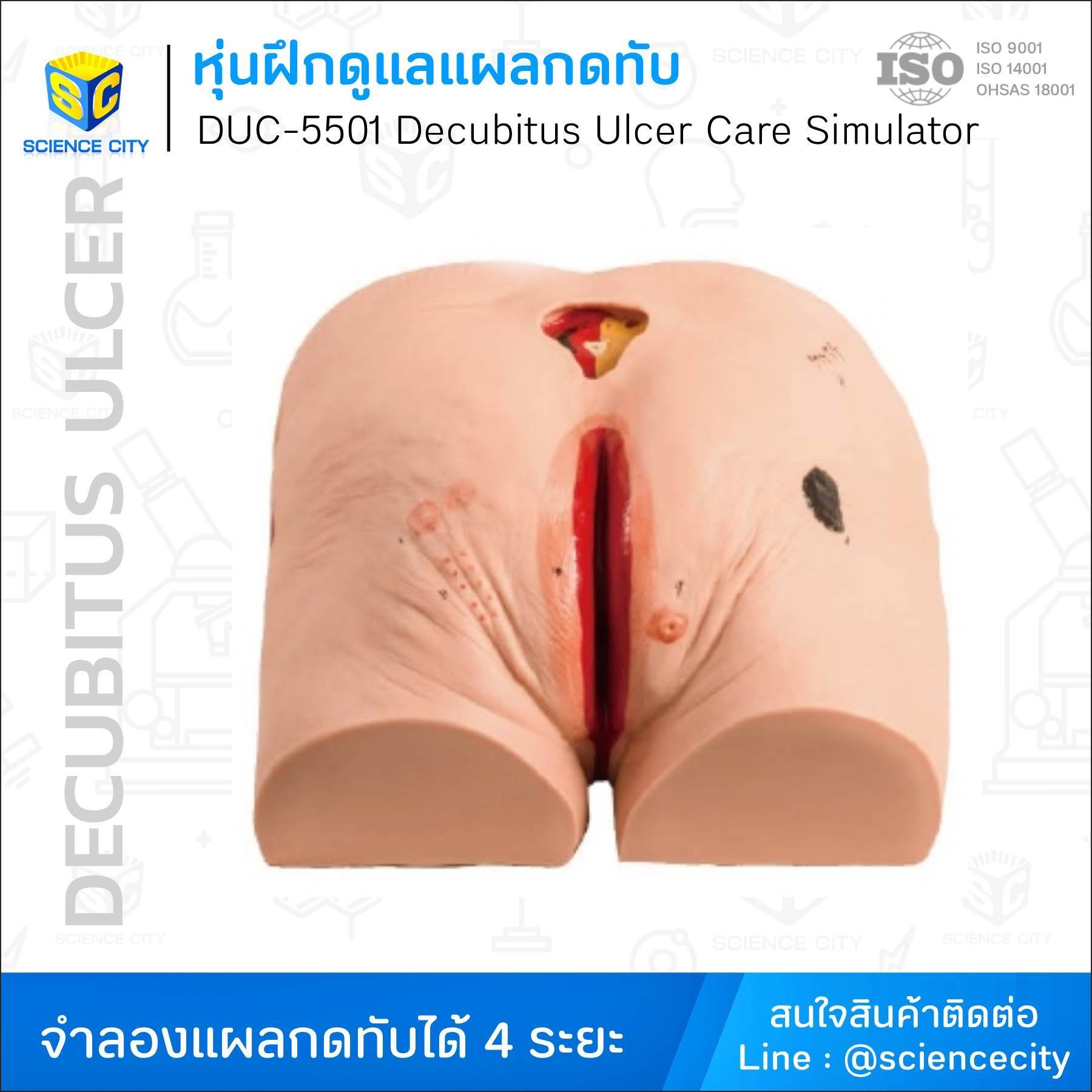 DUC-5501หุ่นฝึกดูแลแผลกดทับWL
