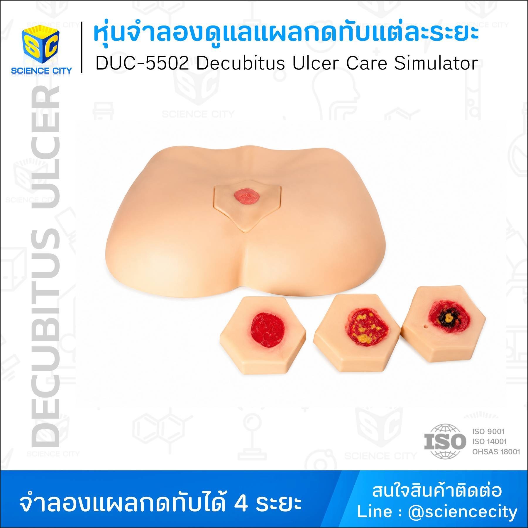 DUC-5502หุ่นจำลองดูแลแผลกดทับแต่ละระยะWL