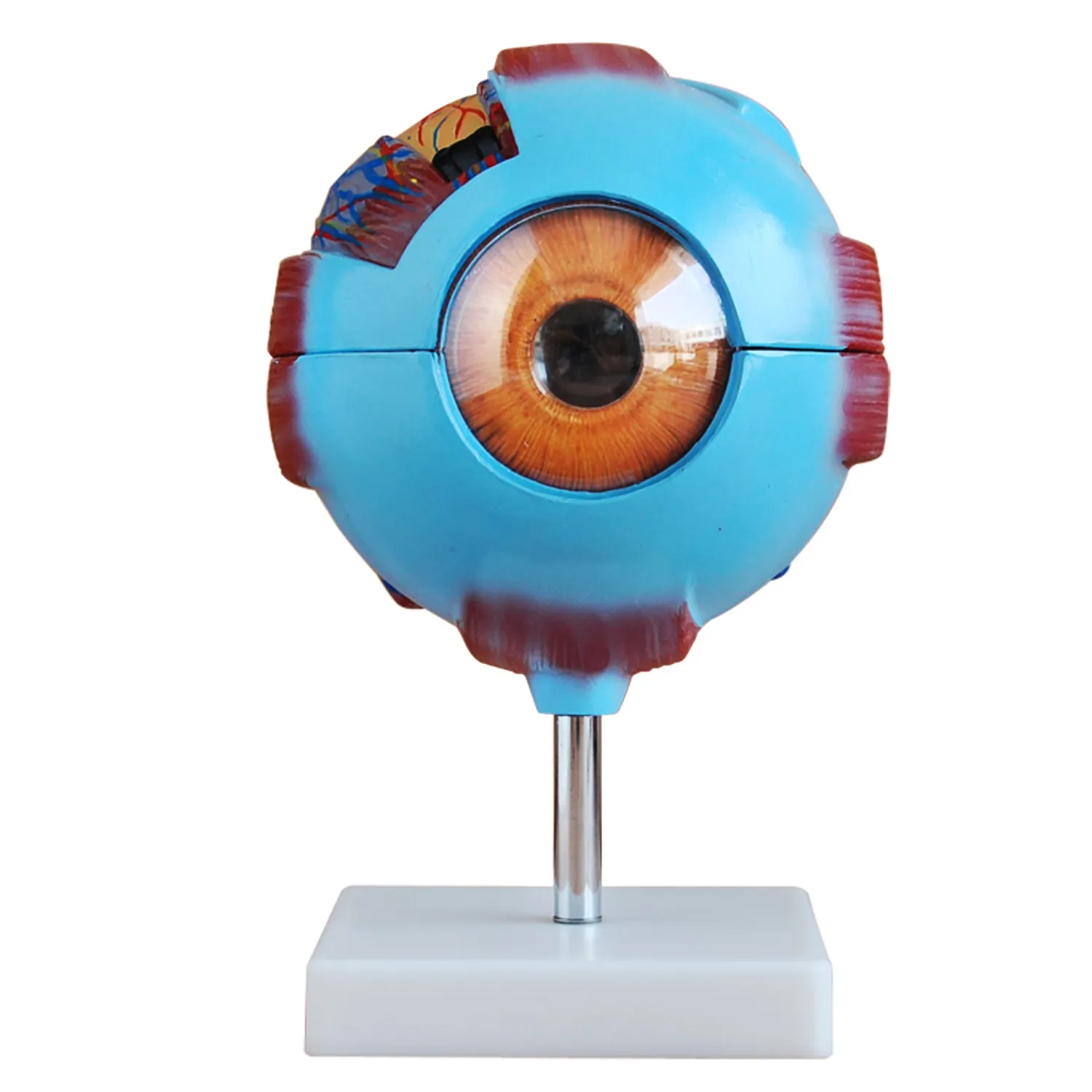 EYE-101website1