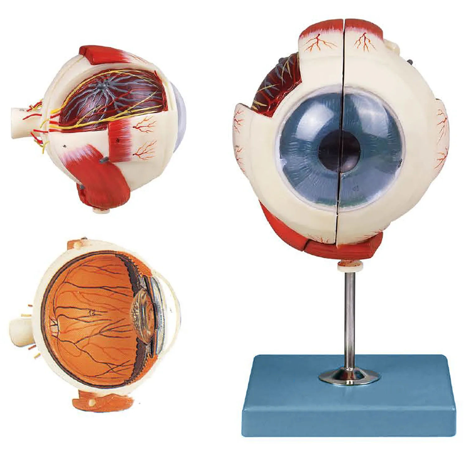 EYE-422แบบจำลองดวงตา5เท่าwebsite