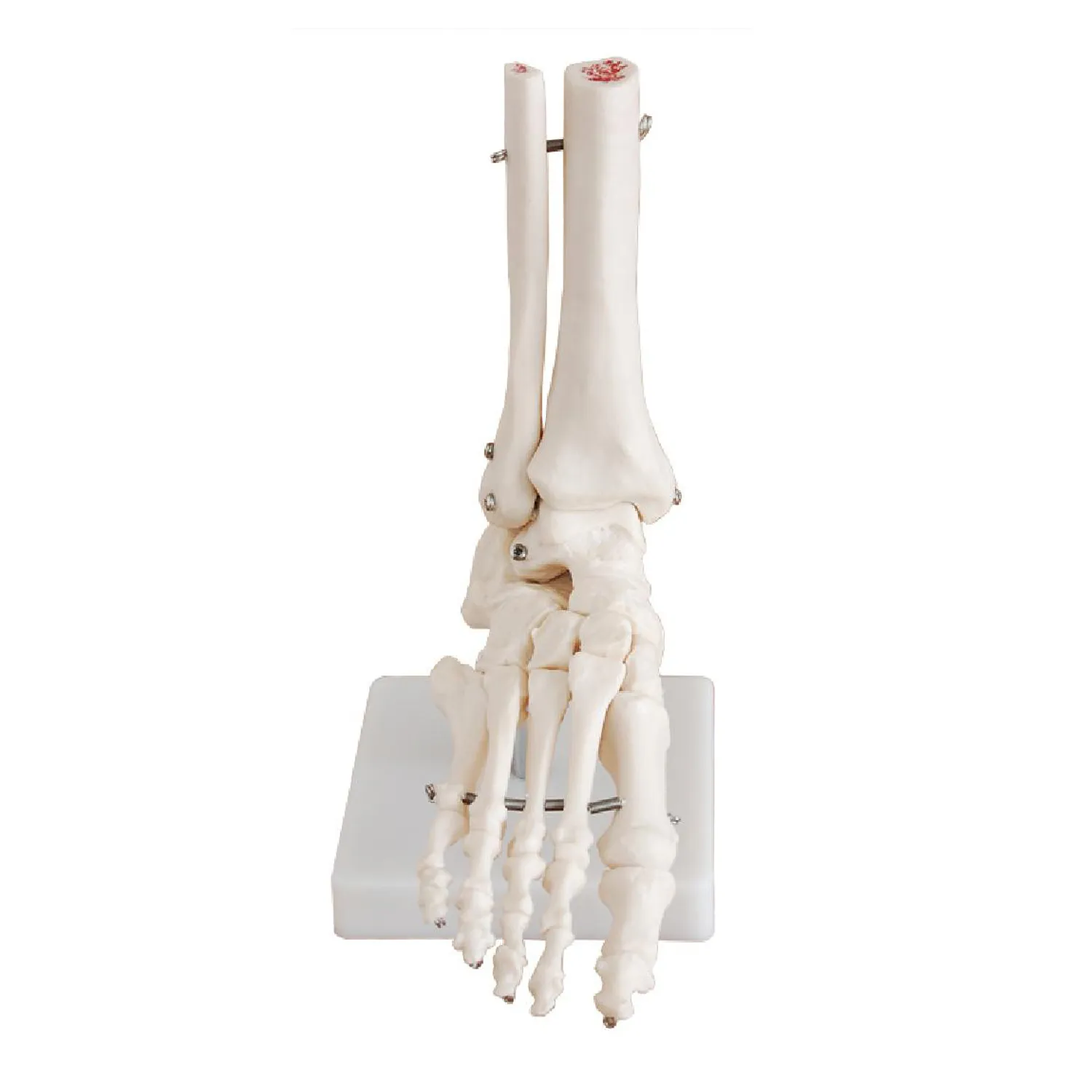 FOOT-3301