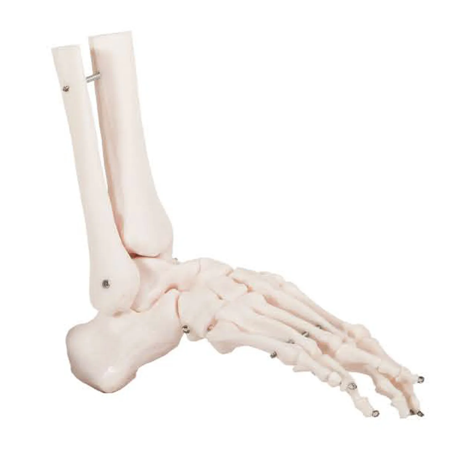 FOOT-3303