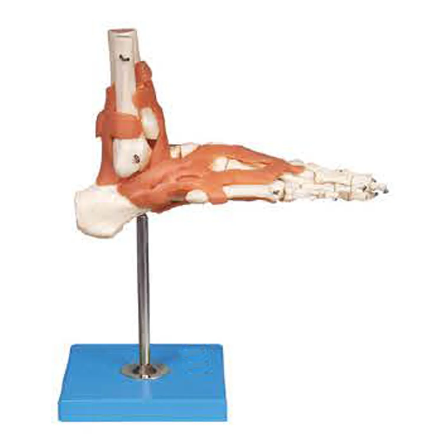 FOOT-3304