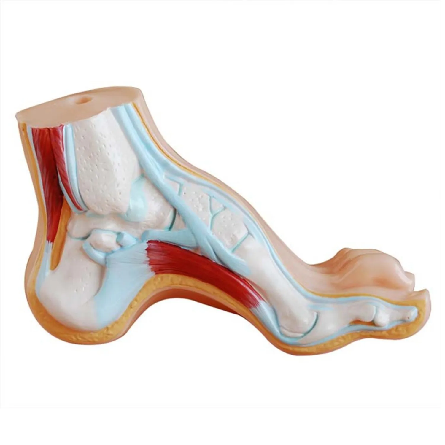 FOOT-3306A