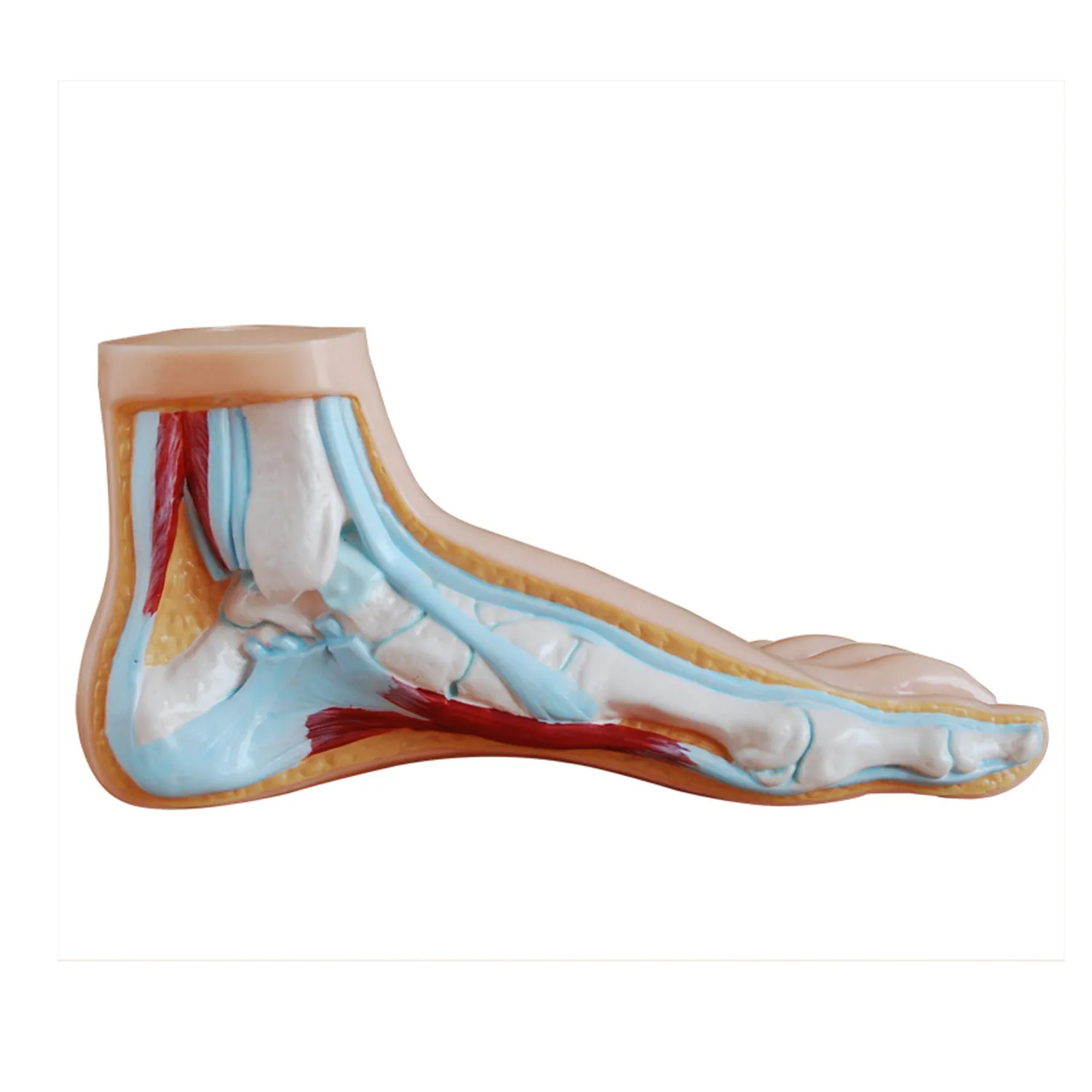 FOOT-3306N