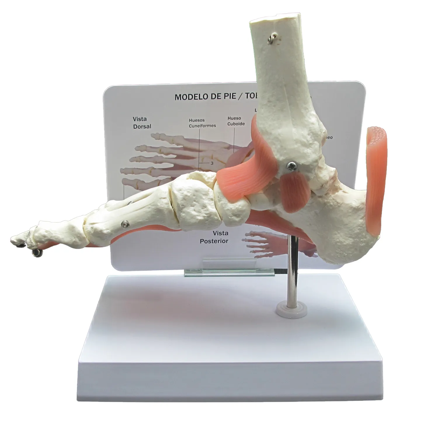 FOOT-3307