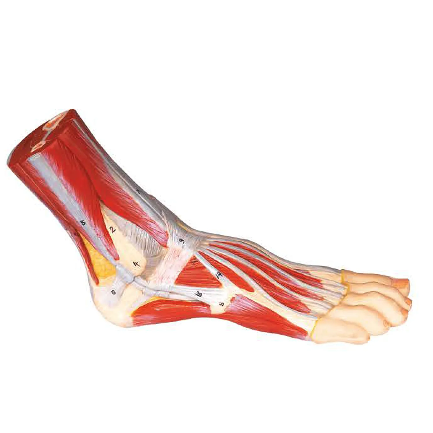 FOOT-3308