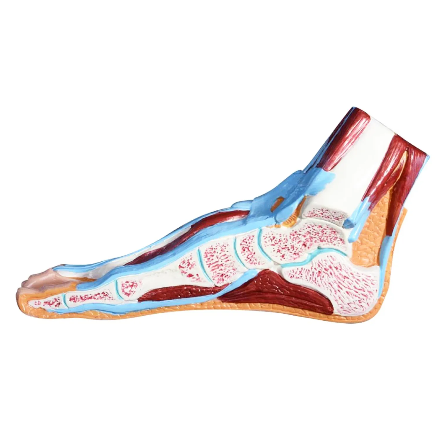 FOOT-330901