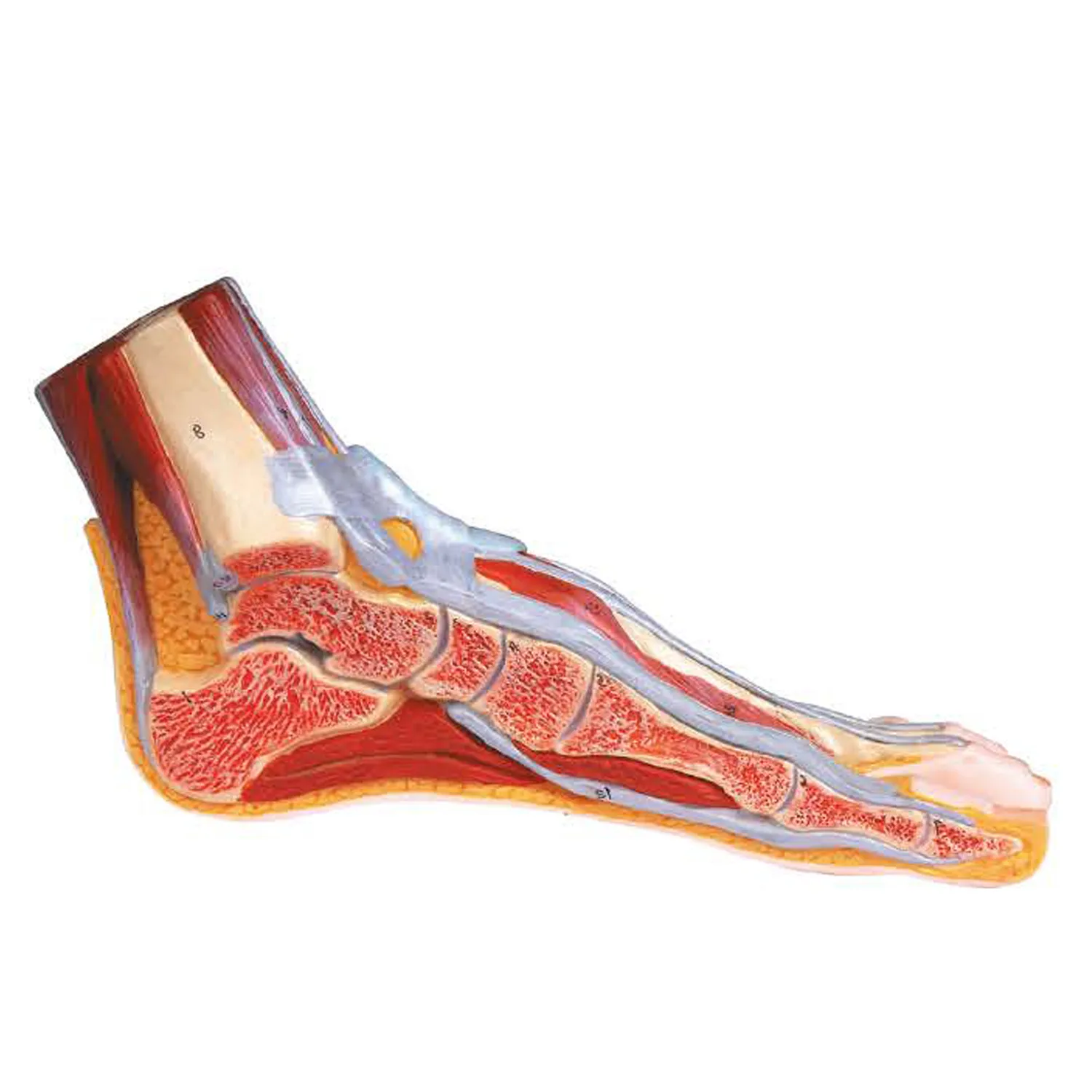 FOOT-3310