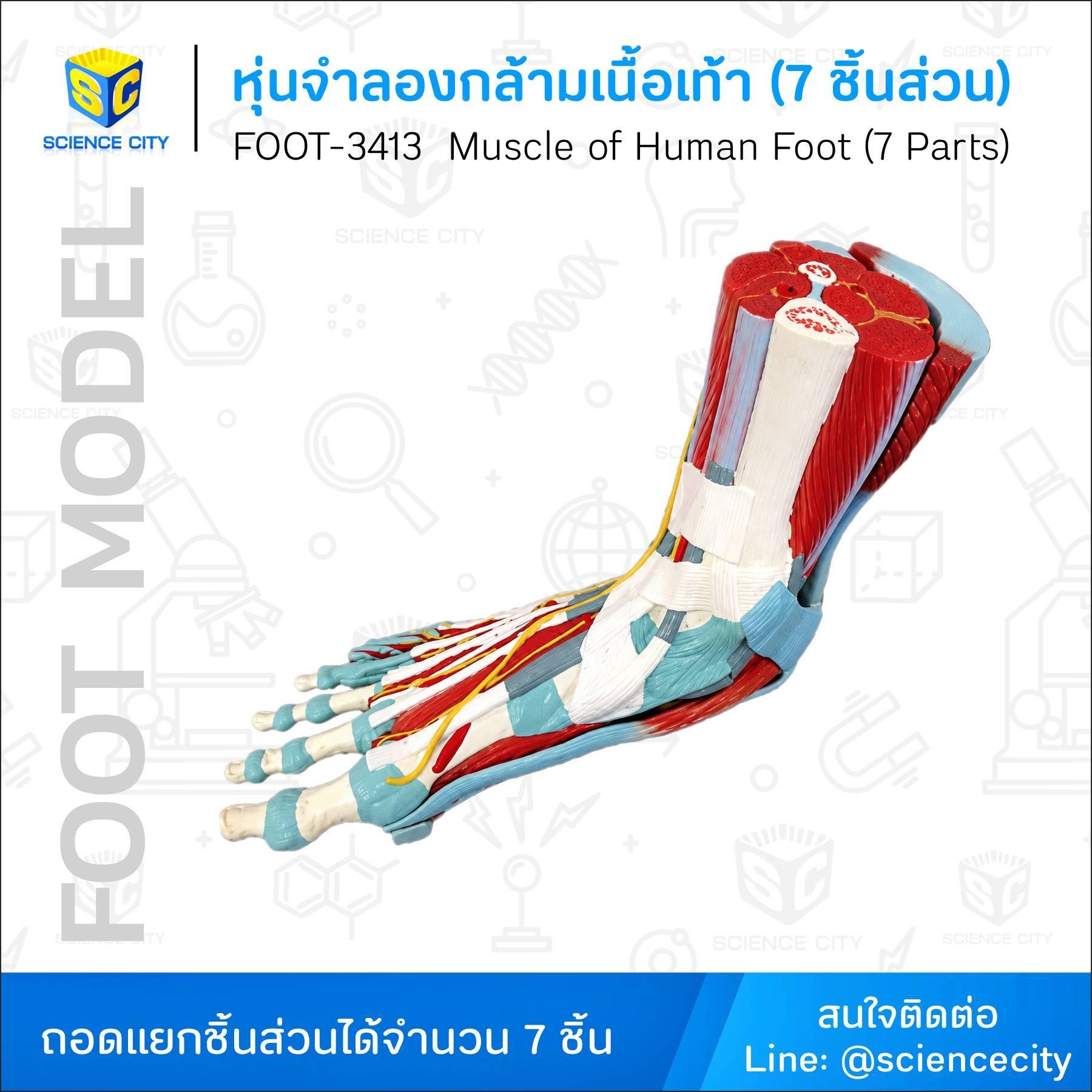 FOOT-3413WL