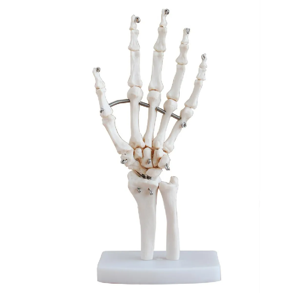 HAND-3101แบบจำลองข้อต่อมือ