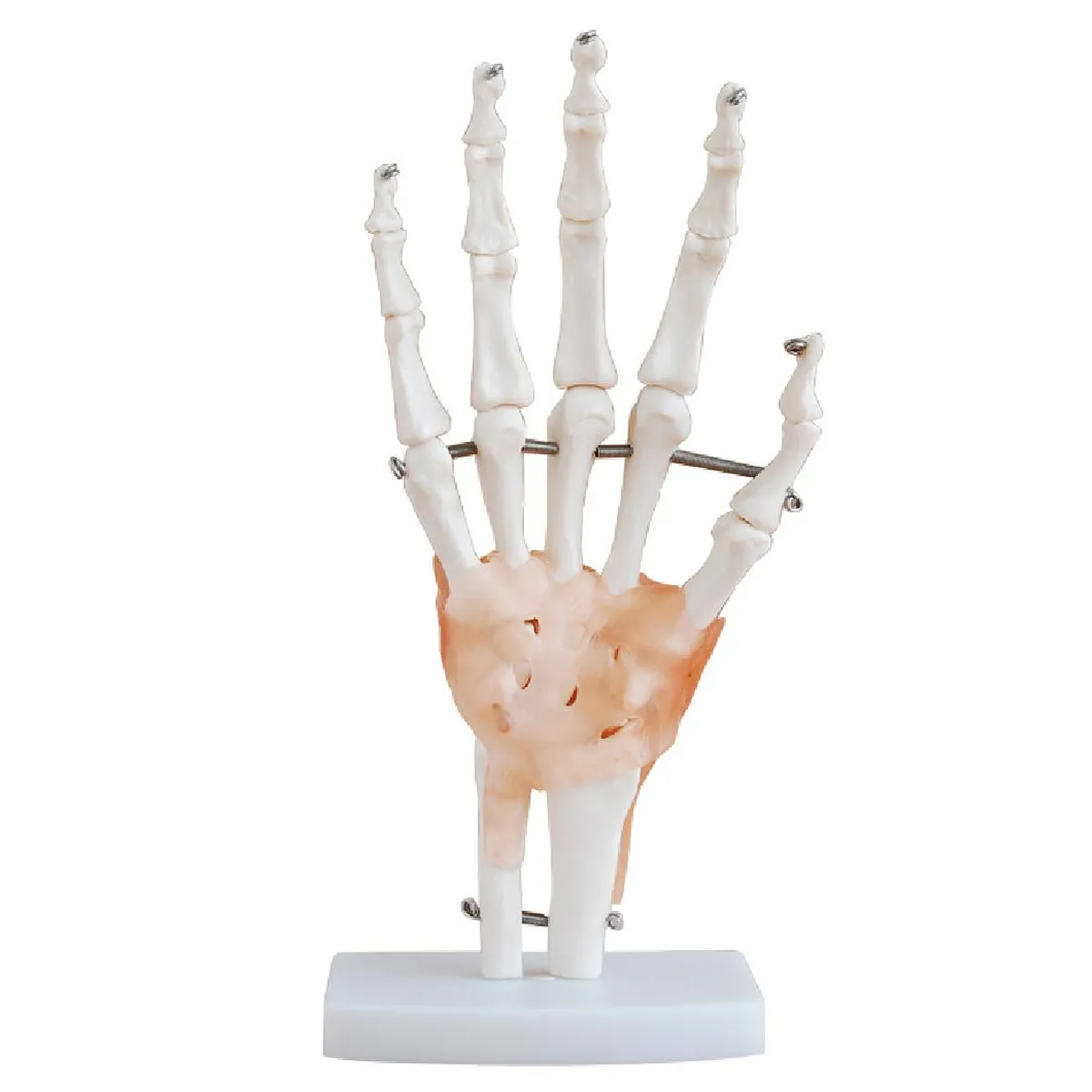 HAND-3102แบบจำลองกระดูกข้อต่อมือและเอ็น