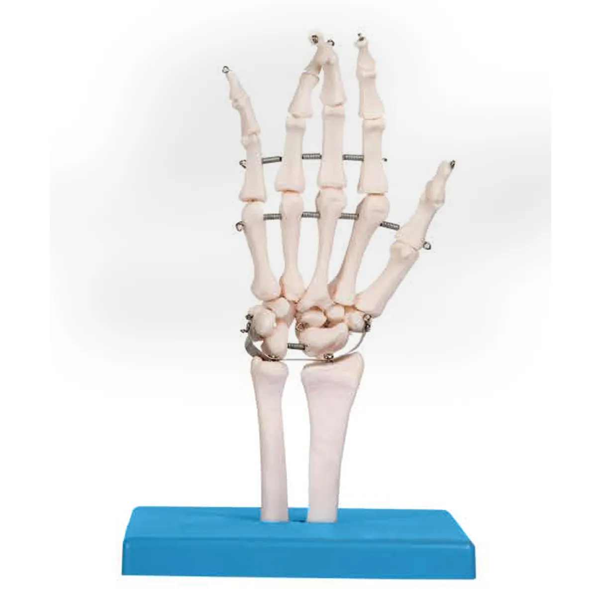 HAND-3103แบบจำลองกระดูกข้อต่อมือ