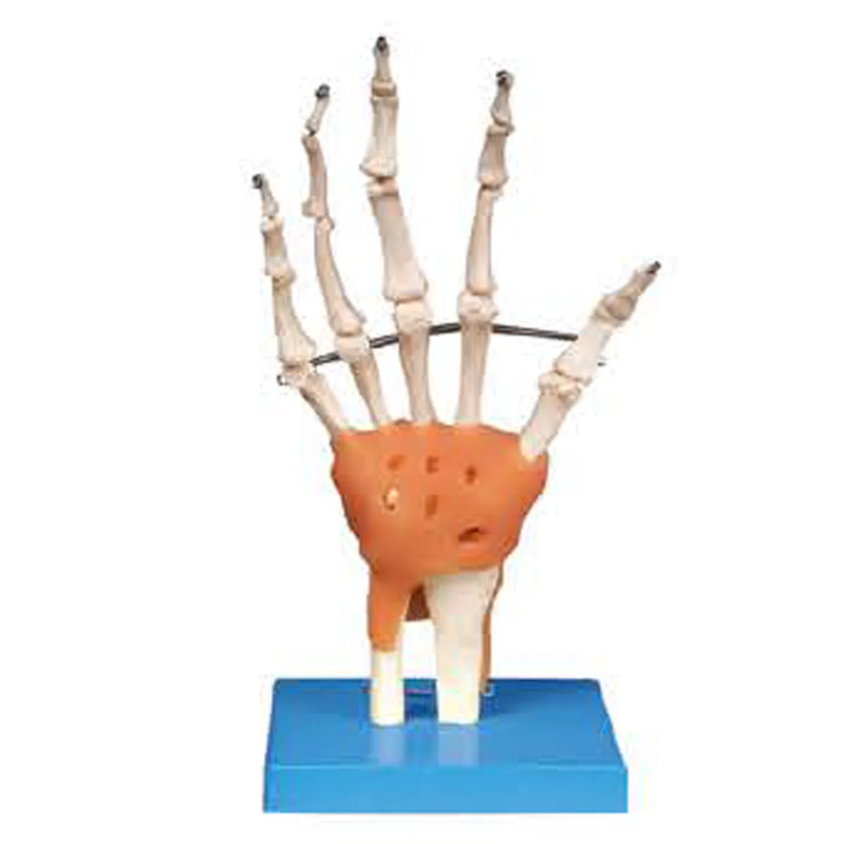 HAND-3104แบบจำลองกระดูกข้อต่อมือและเอ็น