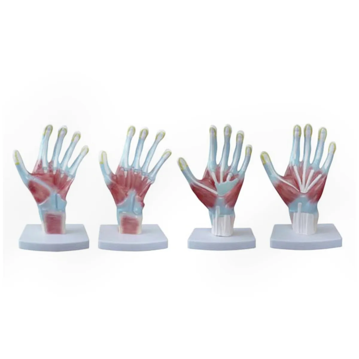 HAND-3105แบบจำลองฝ่ามือ4ชุดต่อชิ้น