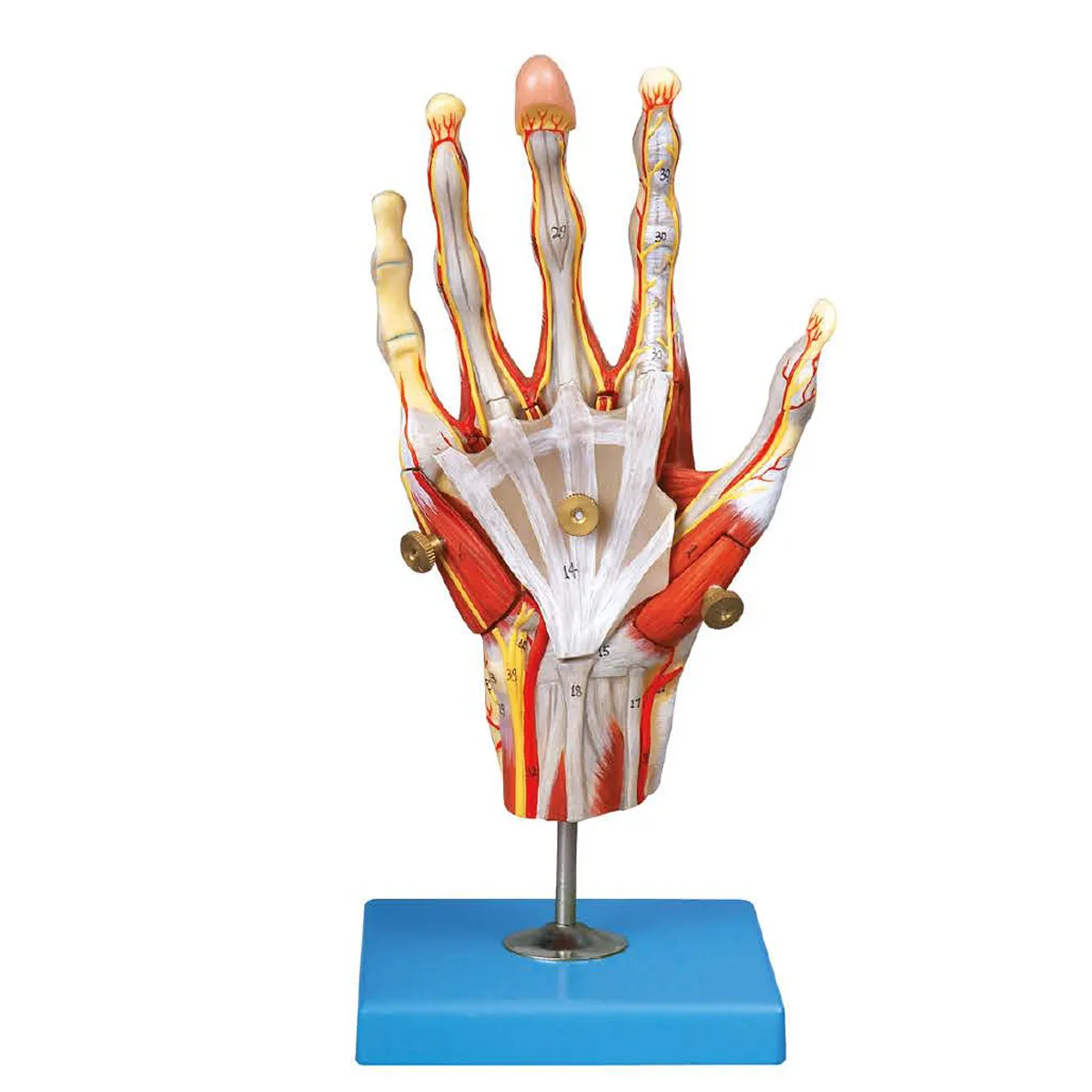 HAND-3106แบบจำลองกล้ามเนื้อมือขนาดเท่าของจริง