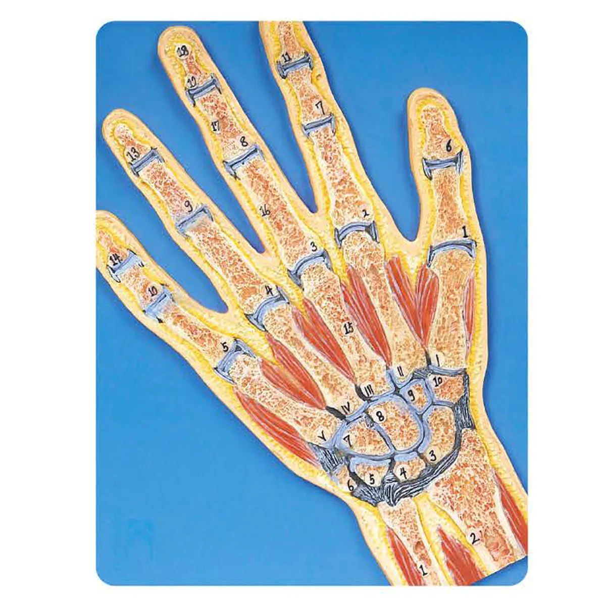HAND-3107แบบจำลองข้อต่อมือแบบตัดตามยาว