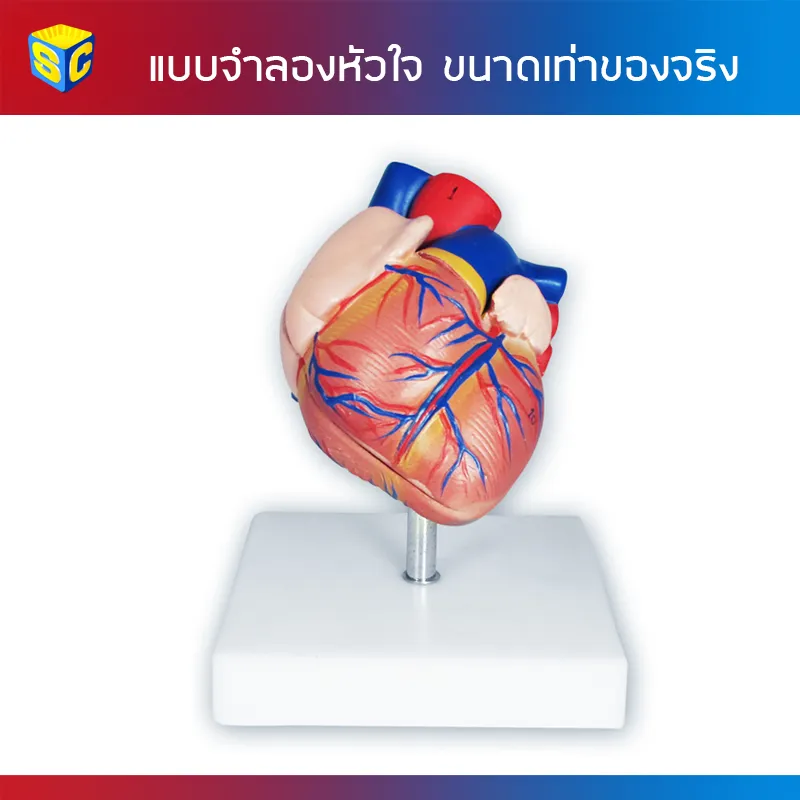 HRT-5001แบบจำลองหัวใจขนาดเท่าของจริง(1)