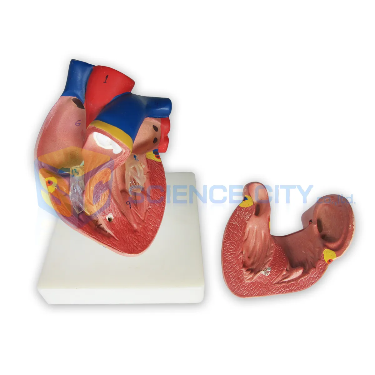 HRT-5001แบบจำลองหัวใจขนาดเท่าของจริง(2)