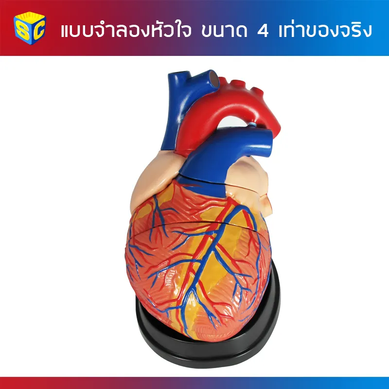 HRT-5005แบบจำลองหัวใจขนาด4เท่าของจริง(1)
