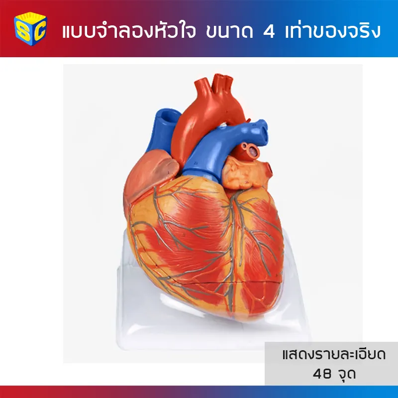 HRT-5007แบบจำลองหัวใจขนาด4เท่าของจริง