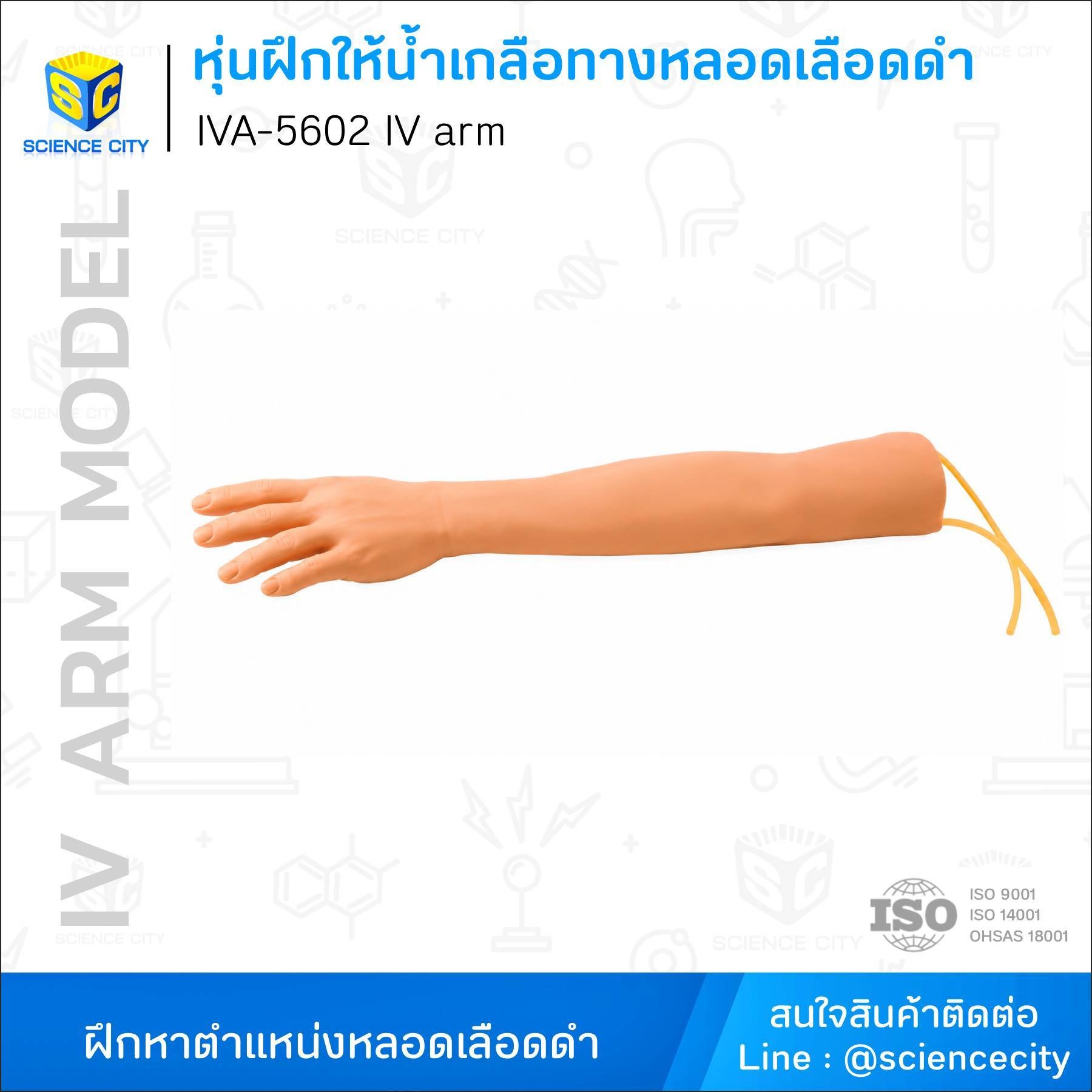 IVA-5602หุ่นฝึกให้น้ำเกลือทางหลอดเลือดดำwl