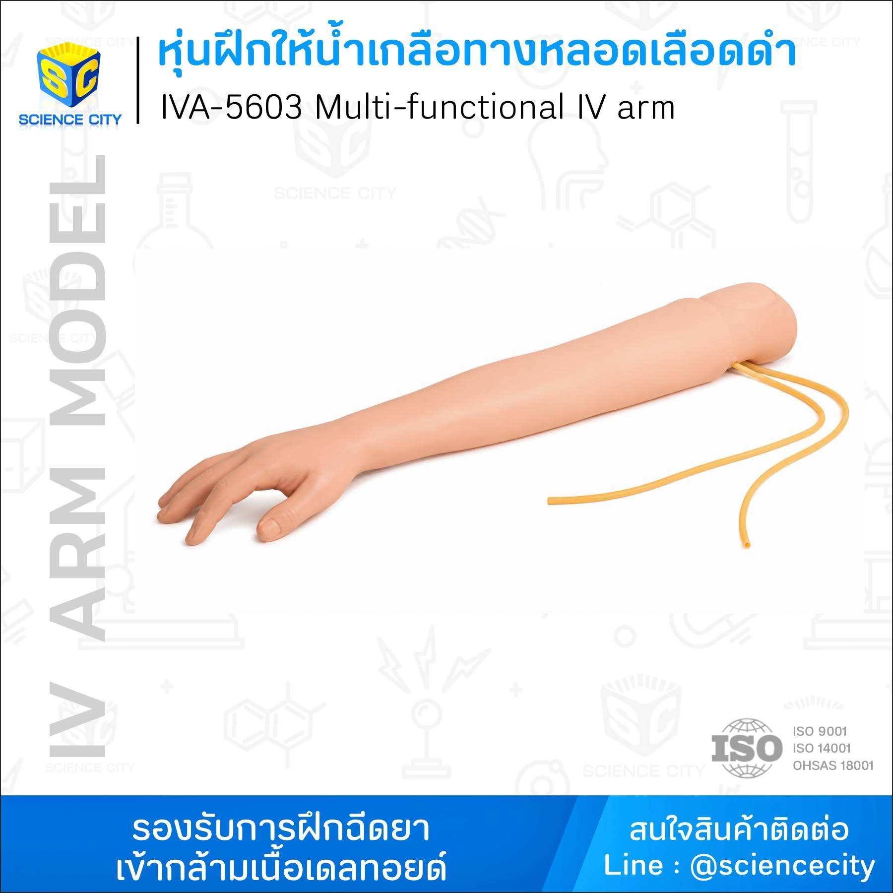 IVA-5603หุ่นฝึกให้น้ำเกลือทางหลอดเลือดดำWL