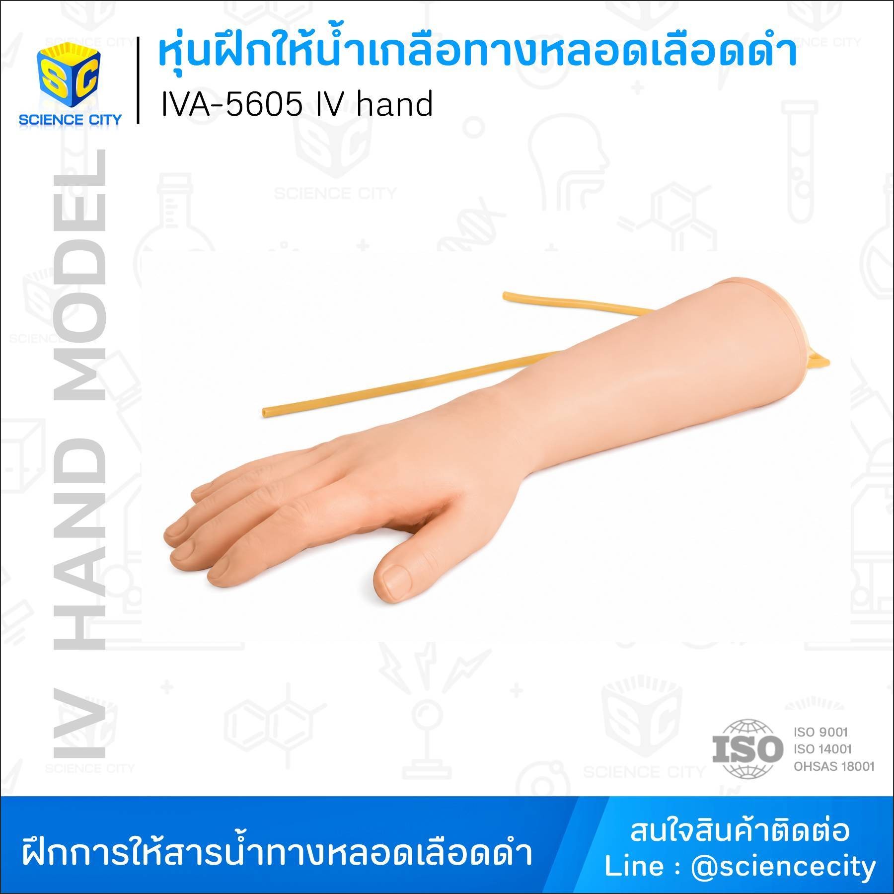 IVA-5605หุ่นมือฝึกให้น้ำเกลือและฉีดยา(IVhand)WL