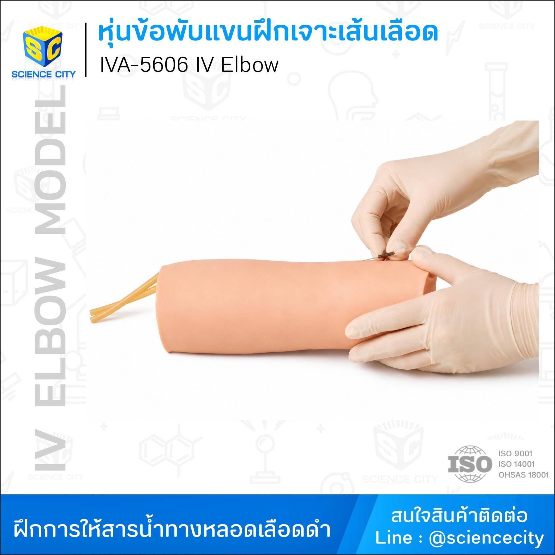 IVA-5606หุ่นข้อพับแขนฝึกเจาะเส้นเลือดWL
