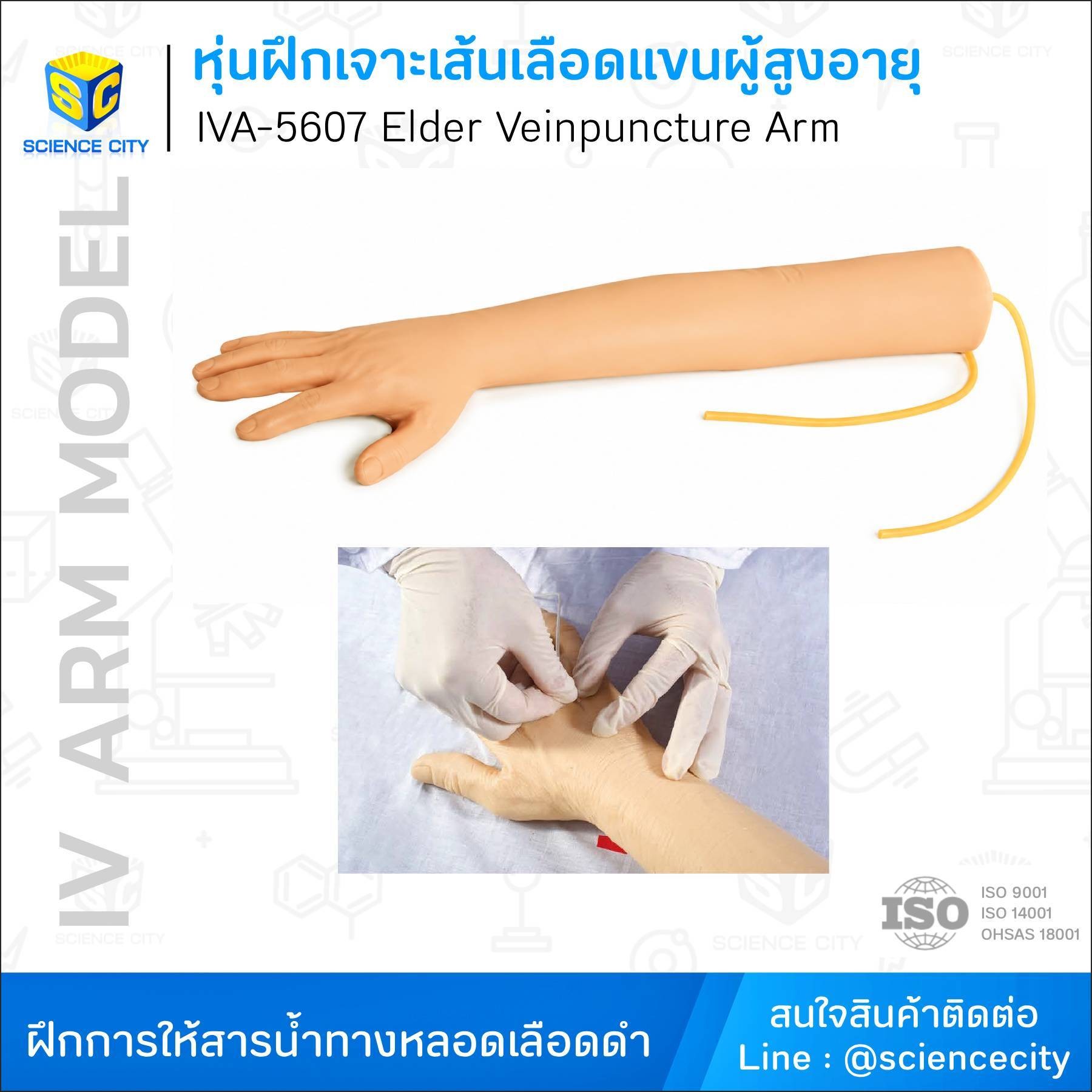 IVA-5607หุ่นฝึกเจาะเส้นเลือดแขนผู้สูงอายุWL