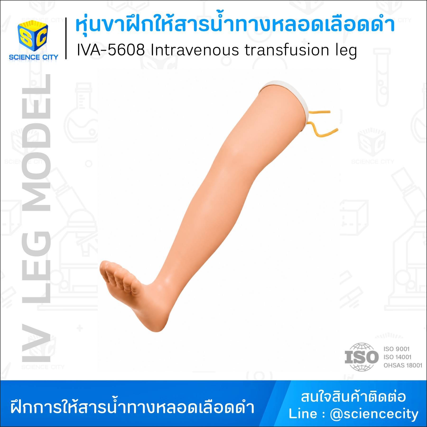 IVA-5608หุ่นขาฝึกให้สารน้ำทางหลอดเลือดดำWL
