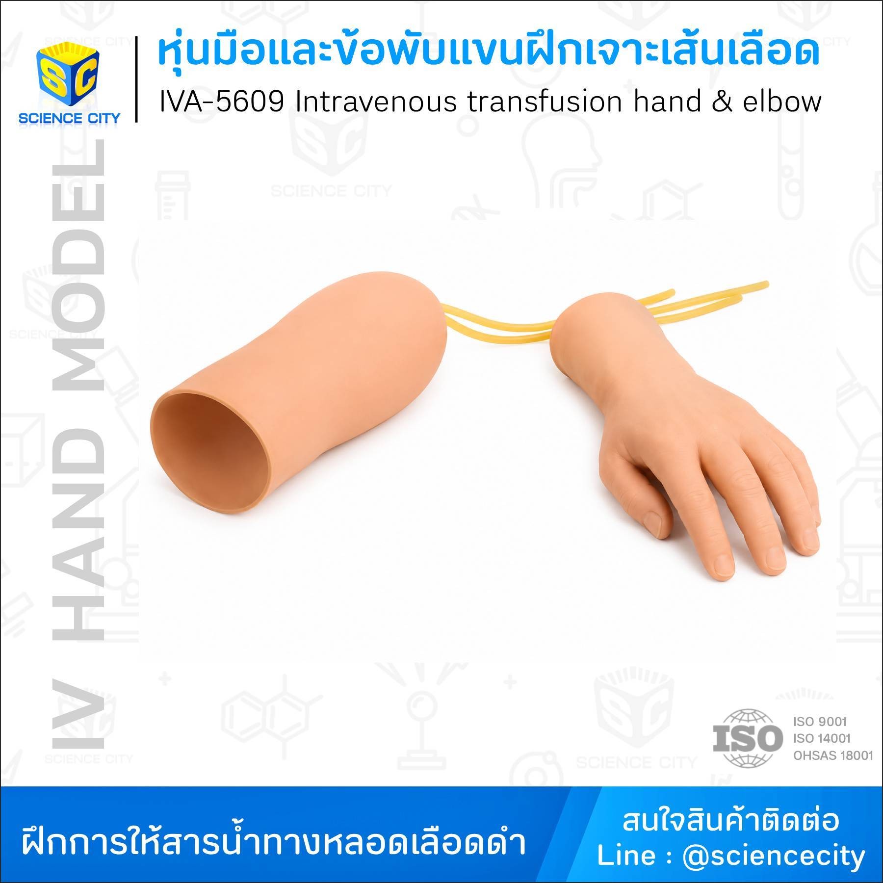 IVA-5609หุ่นมือและข้อพับแขนฝึกเจาะเส้นเลือดWL