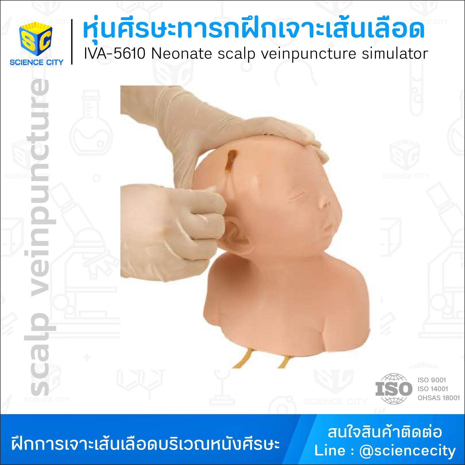 IVA-5610หุ่นศีรษะทารกฝึกเจาะเส้นเลือดWL