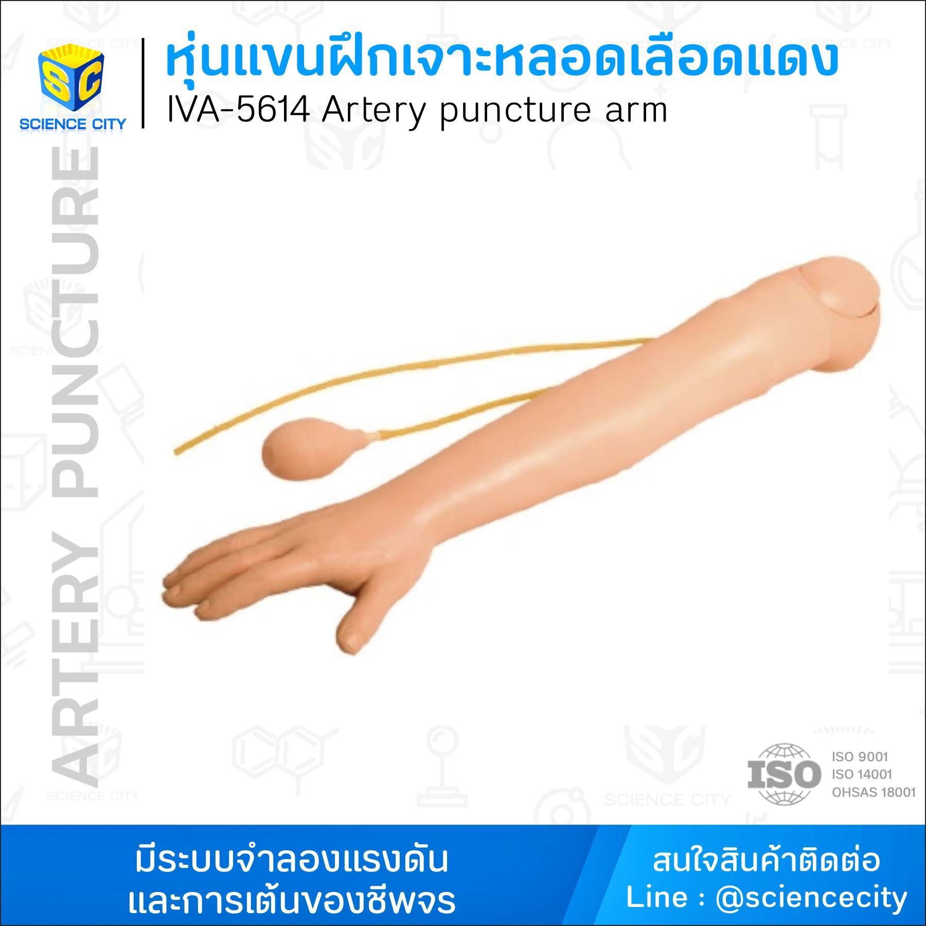 IVA-5614หุ่นแขนฝึกเจาะหลอดเลือดแดงWL