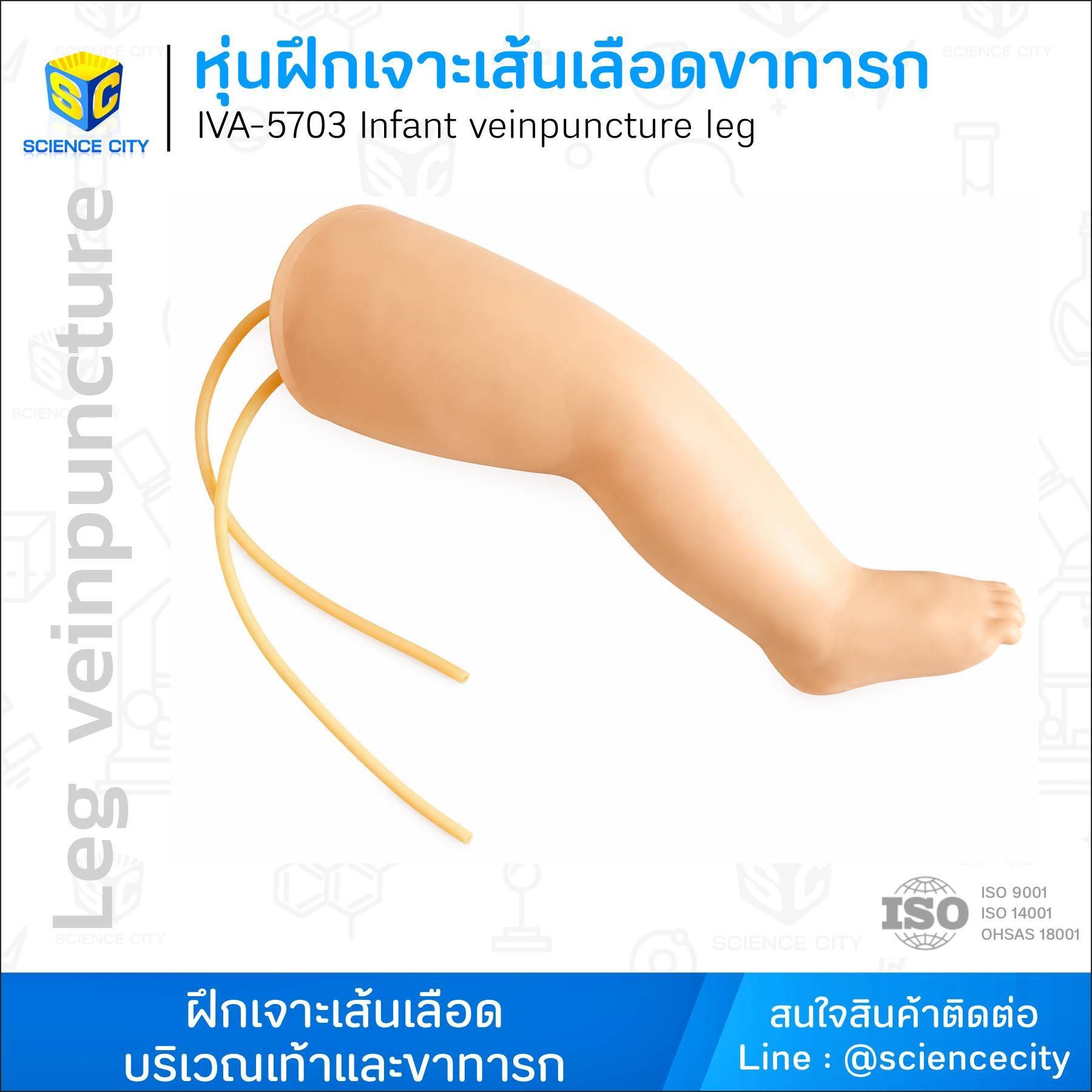 IVA-5703หุ่นฝึกเจาะเส้นเลือดขาทารกWL
